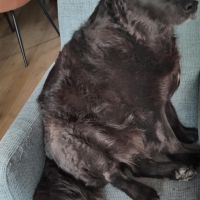 Hondenoppas werk Haarlem: baasje van Saar