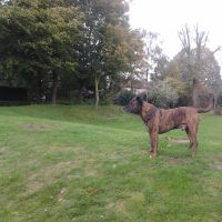 Hondenoppas Blerick: Kelly