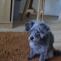 Hondenoppas werk Hulshorst: baasje van Lana