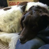 Hondenoppas werk Alkmaar: baasje van Laila