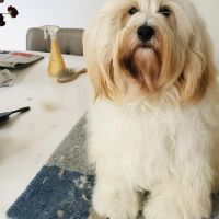 Hondenoppas werk Rosmalen: baasje van Billy en Sally 