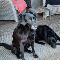 Hondenopvang Meppel: Lucia
