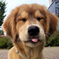 Hondenoppas Alkmaar: Michelle