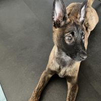 Hondenoppas werk Eindhoven: baasje van Luca