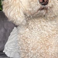 Hondenoppas Nieuwkoop: Cora