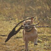 Hondenopvang Amsterdam: Voornaam