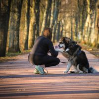 Hondenopvang Amsterdam: Kimberley