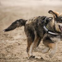 Hondenopvang Amsterdam: Kimberley