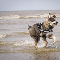 Hondenopvang Amsterdam: Kimberley