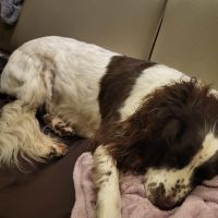 Hondenoppas werk Den Haag: baasje van Archie
