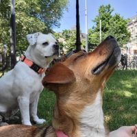 Hondenoppas werk Amsterdam: baasje van Kiri en Koosje