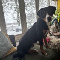 Hondenoppas werk Wapenveld: baasje van Goofy