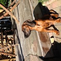 Hondenuitlaatservice Giesbeek: Lia