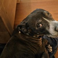 Hondenoppas Hilversum: Roshni / hond Steffie 14 jaar