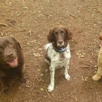 Hondenoppas Voorburg: Virginia den Engelsman