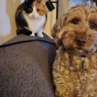 Hondenoppas Hilversum: Roos