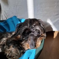Hondenuitlaatservice Huizen: L.B