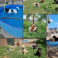 Hondenopvang Nieuw-Lekkerland: Marieke