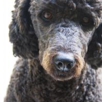 Hondenoppas werk Enspijk: baasje van Donna