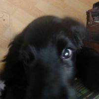 Hondenoppas werk Teteringen: baasje van Ludens