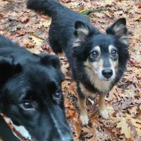 Hondenoppas Amersfoort: Inge