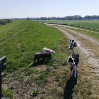 Hondenoppas Apeldoorn: Petra