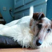 Hondenoppas werk Vleuten: baasje van Lowie