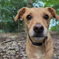 Hondenoppas werk Muiderberg: baasje van Joep