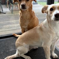 Hondenoppas werk Muiderberg: baasje van Joep & Saar