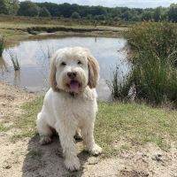 Hondenoppas werk Ermelo: baasje van Flynn