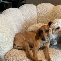 Hondenoppas adres Venlo: Sjonnie en Lola 