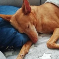 Hondenoppas werk Groningen: baasje van Pinky