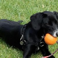 Hondenoppas werk Hilversum: baasje van Ruby