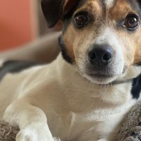 Hondenoppas werk Blaricum: baasje van Joep en Pieter