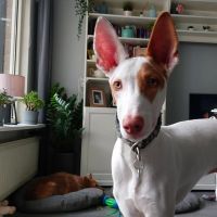 Hondenoppas werk Amersfoort: baasje van Eddy en Lola en Dagger