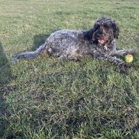 Hondenoppas werk Hellevoetsluis: baasje van Raya