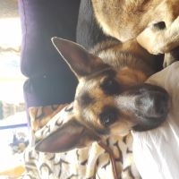 Hondenoppas werk Arnhem: baasje van lucky