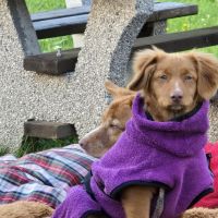 Hondenoppas Baarn: Yvon