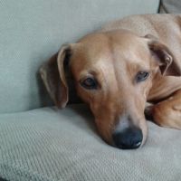 Hondenoppas werk Wolvega: baasje van Tosca