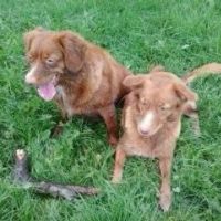Hondenopvang Amersfoort: Carel