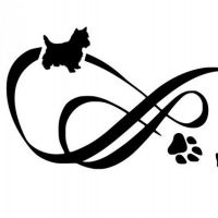 Hondenopvang Waddinxveen: Priscilla