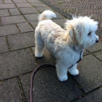 Hondenoppas werk Haarlem: baasje van Ronja
