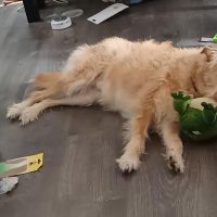 Hondenoppas werk Erm: baasje van Roxy