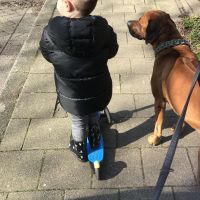 Hondenoppas werk Rotterdam: baasje van Jackson