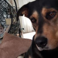 Hondenoppas werk Woerden: baasje van Nova
