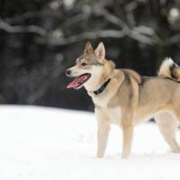 Hondenoppas werk Voorthuizen: baasje van Gaia