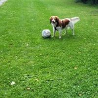 Hondenoppas adres Hoofddorp: Lola 