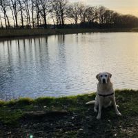 Hondenoppas werk Almelo: baasje van Nero 