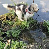 Hondenoppas werk Nijmegen: baasje van Fien
