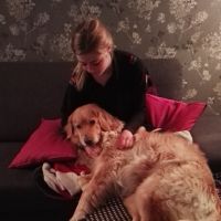 Hondenoppas Eindhoven: merel